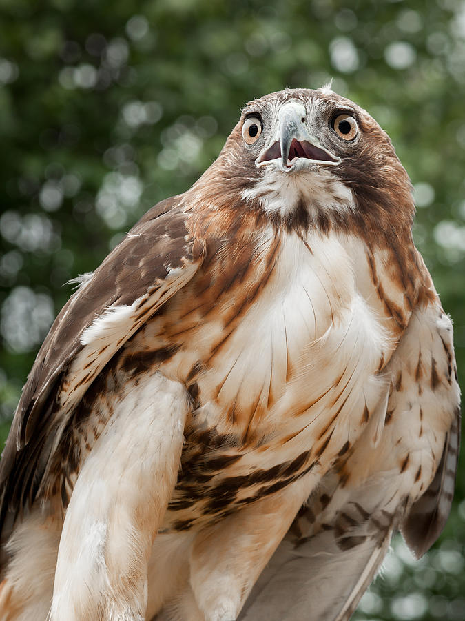 Hawkeye Photograph - Red Tail Hawk by Bill Wakeley