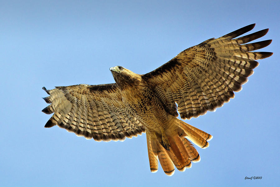 Red Tail Hawk Circling Above Photograph by Stephen Johnson