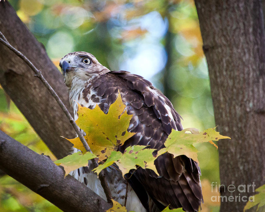Red Tail Hawk Closeup Photograph by Eleanor Abramson