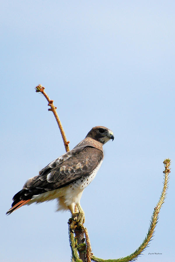 Red Tail Hawk Photograph by Crystal Wightman