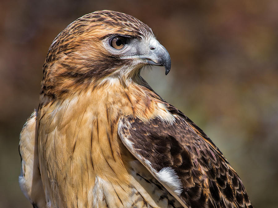Red Tail Hawk Photograph by Dale Kincaid