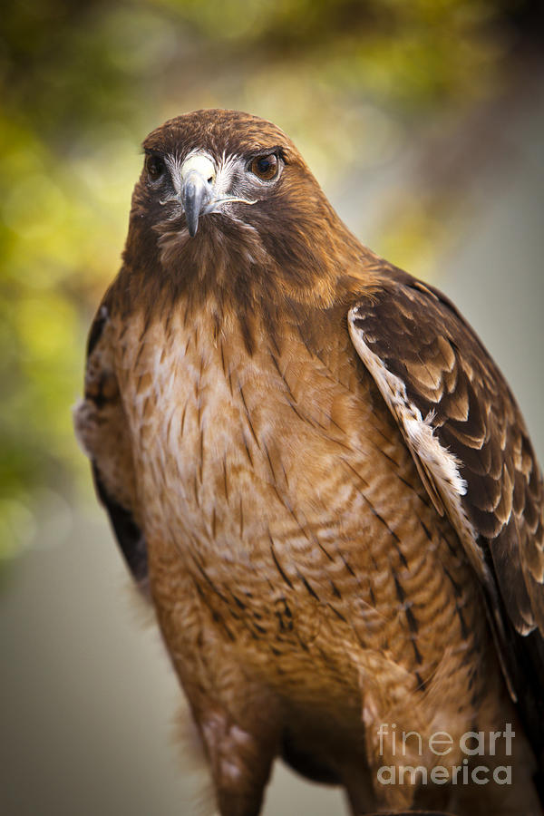 Bird Photograph - Eyes of the raptor by David Millenheft