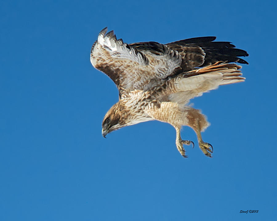 Red Tail Hawk Dropping Out Photograph by Stephen Johnson