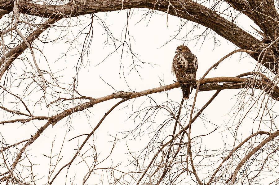 Red Tail Hawk  Photograph by Ed Peterson