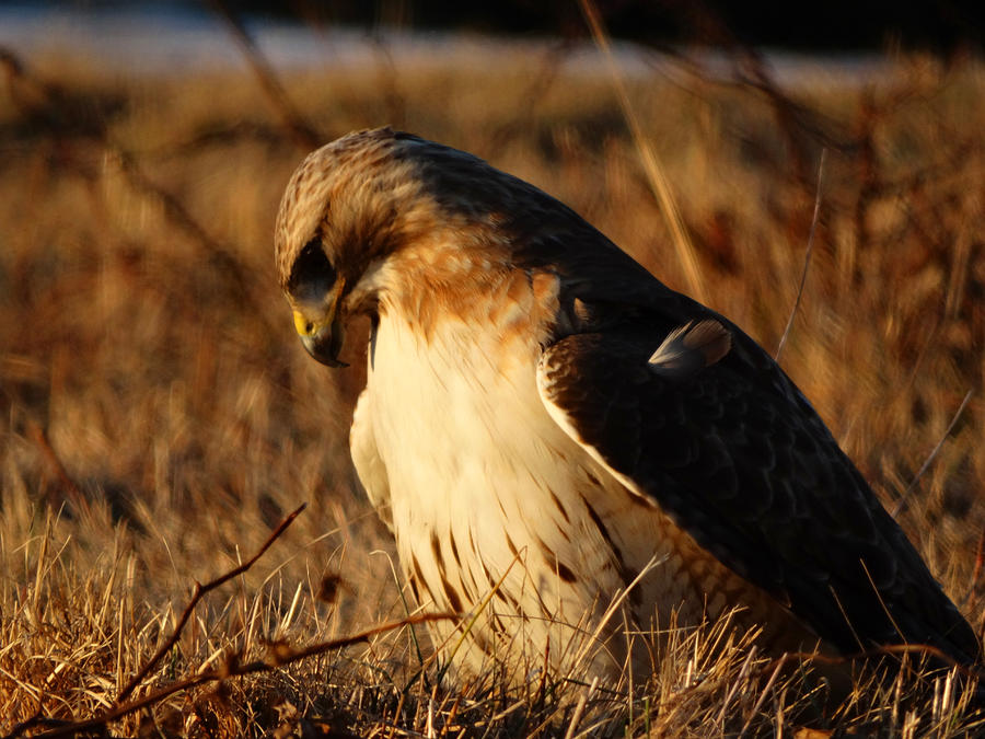 Focused Red Tail Hawk Photograph By Dianne Cowen Cape Cod And Ocean ...