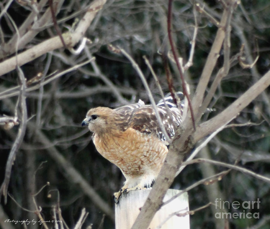 Hawk Photograph - Red Tail Hawk Getting Ready to Takeoff by Gena Weiser