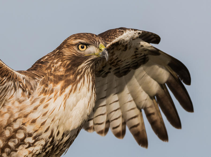 Red Tail Hawk Has Arrived Photograph by Angie Vogel