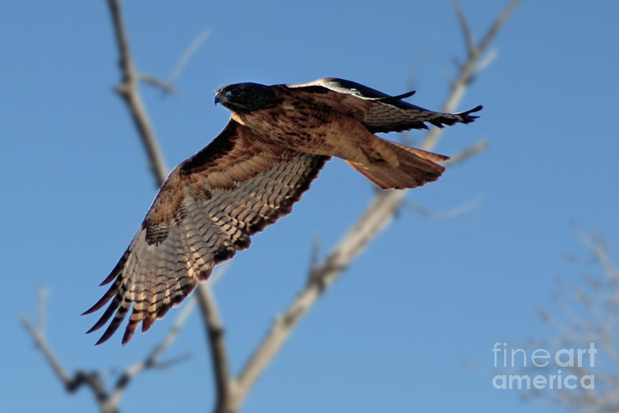 Red Tail Hawk II Photograph by Bob Hislop