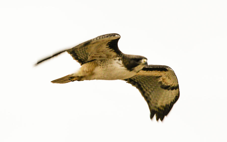 Red Tail Hawk In Flight 4-5-2014 Photograph
