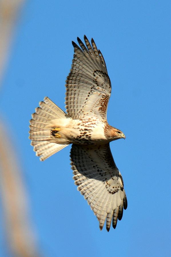 Red Tail Hawk in flight Photograph by JoAnn Matthews