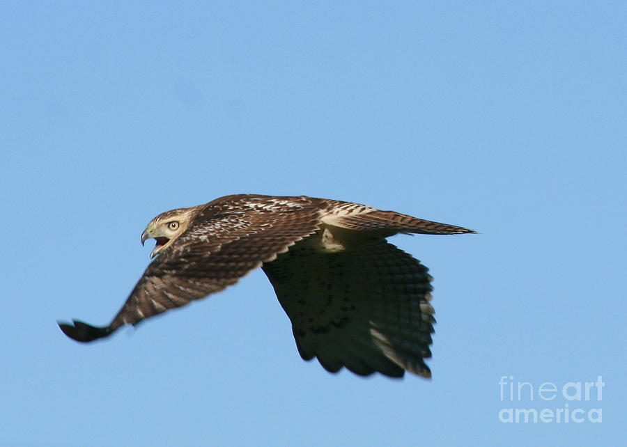 Hawk Photograph - Red-Tail Hawk in Flight  by Neal Eslinger