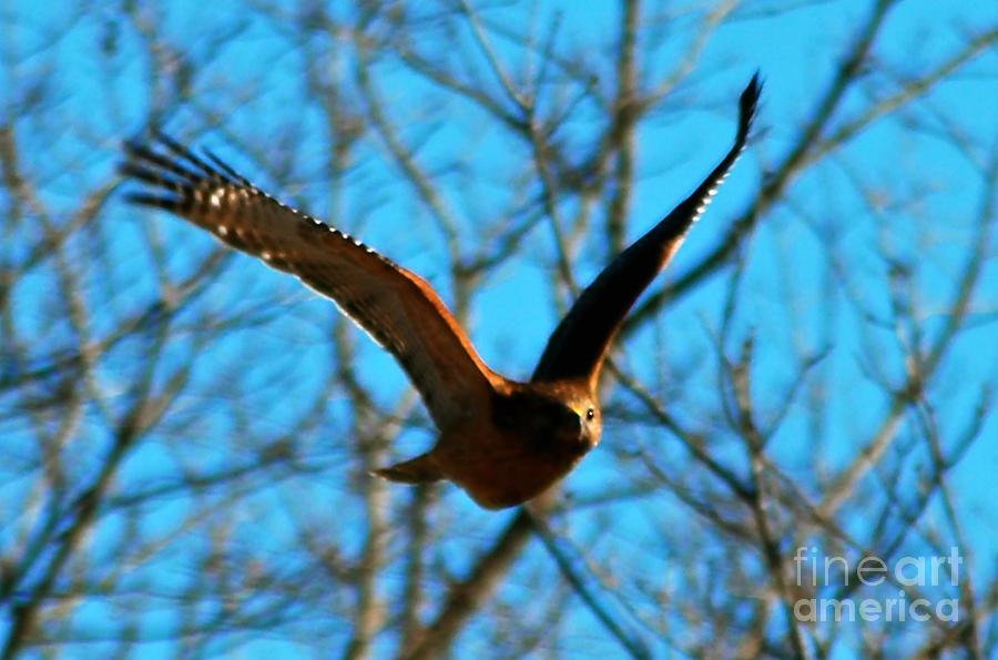 Red Tail Hawk in Flight Photograph by Peggy Franz