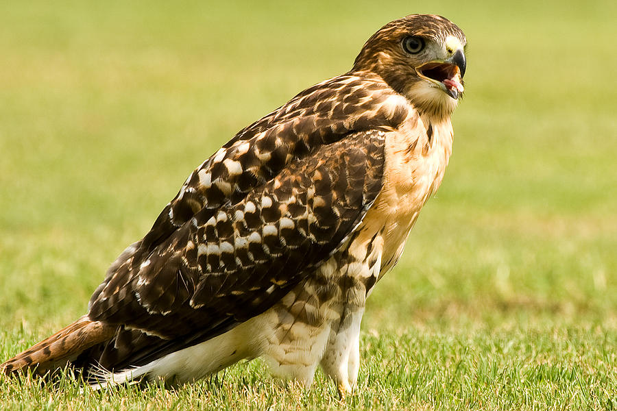 Red Tail Hawk Photograph by Jason Young - Fine Art America