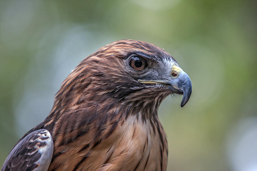 Hawk Photograph - Red Tail Hawk by John Haldane