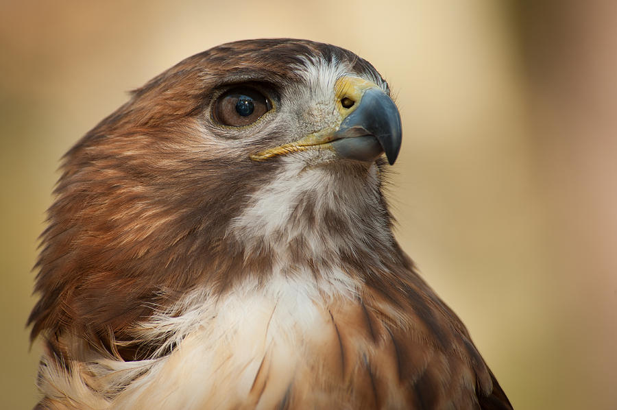 Red tail hawk Photograph by Joye Ardyn Durham