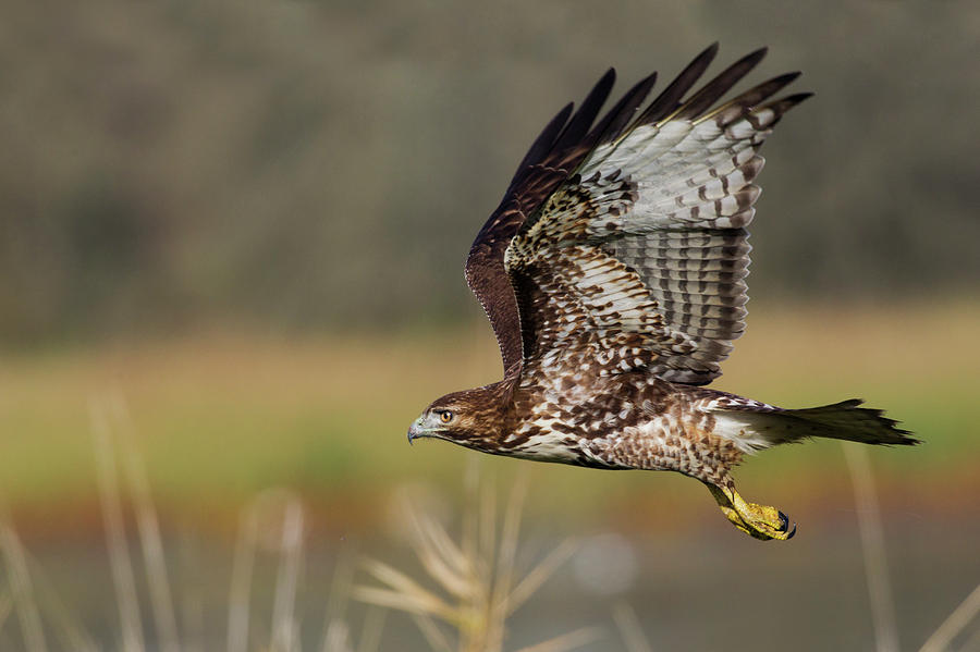 Red-tail Hawk Photograph by Ken Archer | Fine Art America