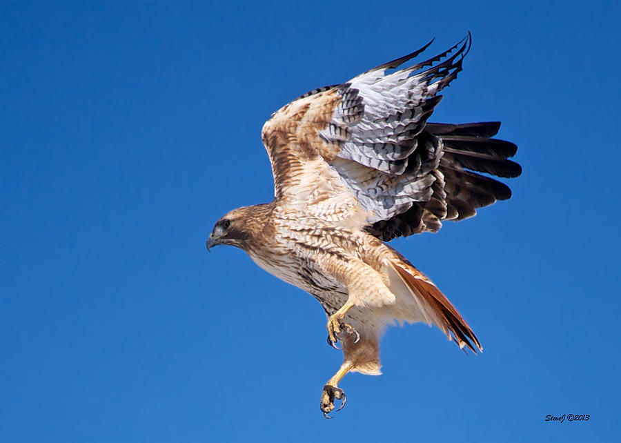 Red Tail Hawk Lift Off Photograph by Stephen Johnson