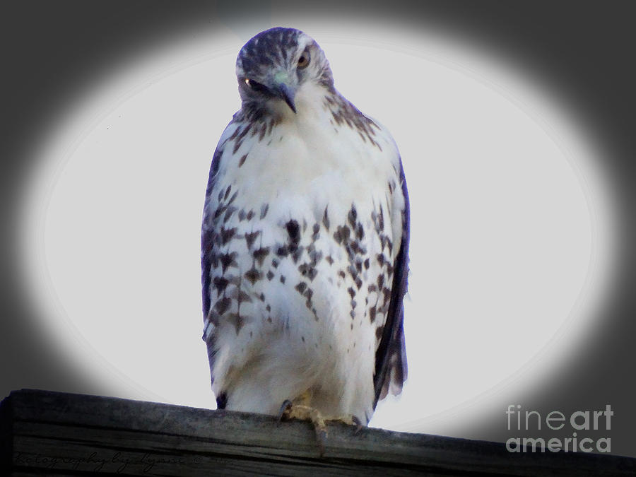 Red Tail Hawk Looking Curious Photograph
