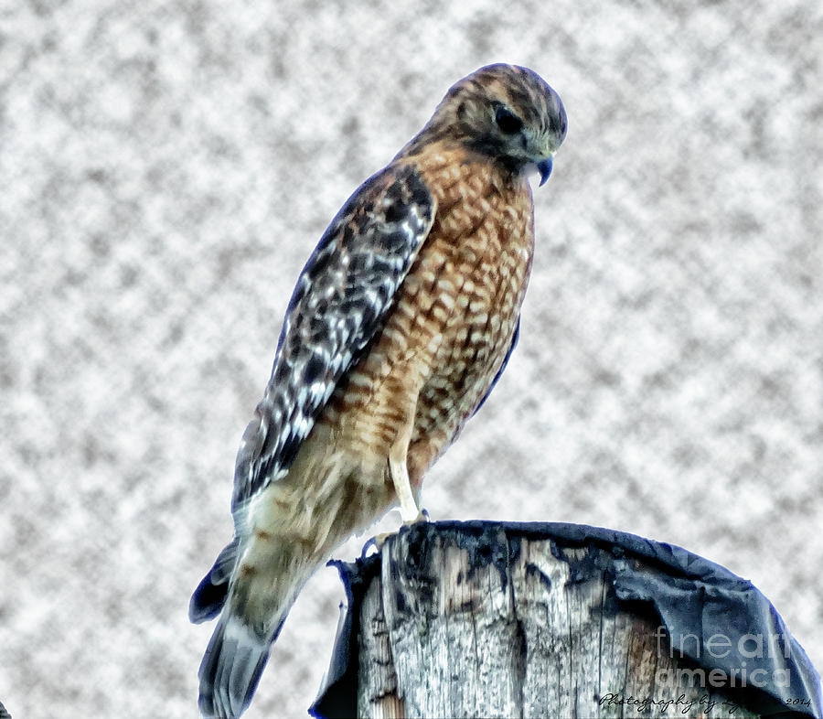Red Tail Hawk Looking Down Photograph