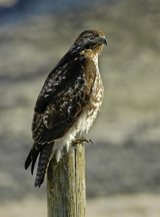 Red tail Hawk On A Post Photograph by David Marr