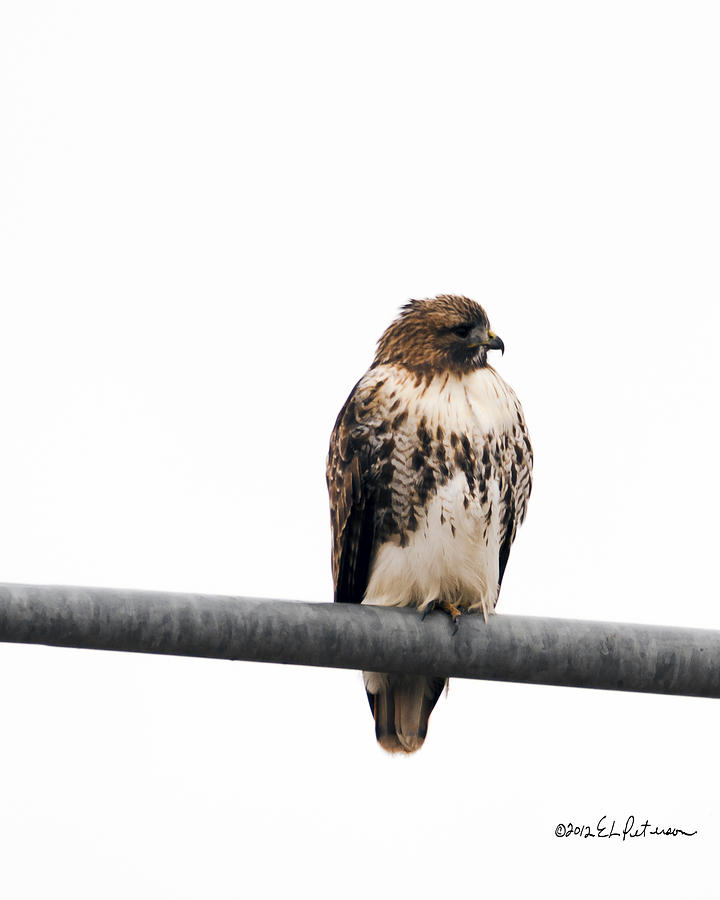 Red Tail Hawk On Light Pole Photograph by Ed Peterson