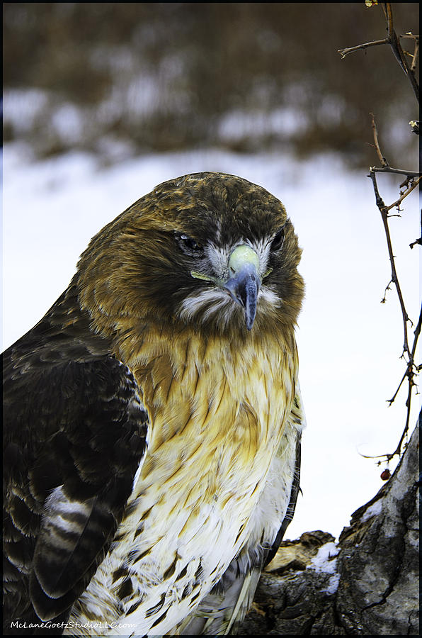 Landscape Photograph - Red Tail Hawk on the prowl by LeeAnn McLaneGoetz McLaneGoetzStudioLLCcom