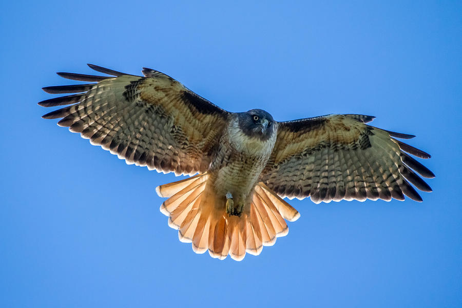 Hawk Photograph - Red Tail Hawk by Pierre Leclerc Photography
