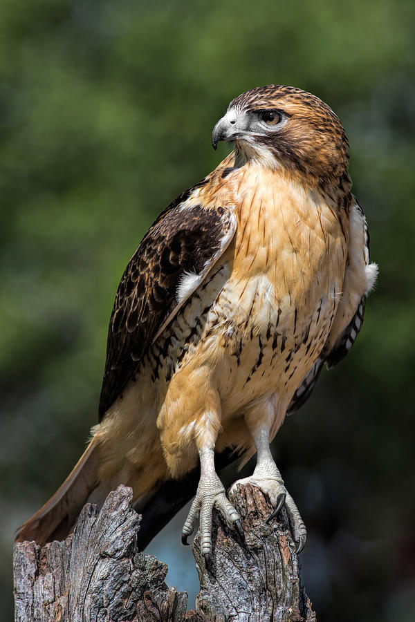 Red Tail Hawk Portrait Photograph by Dale Kincaid