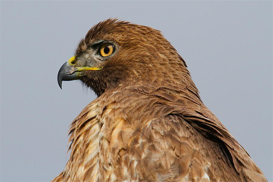 Red Tail Hawk Portrait Photograph by Paul Marto