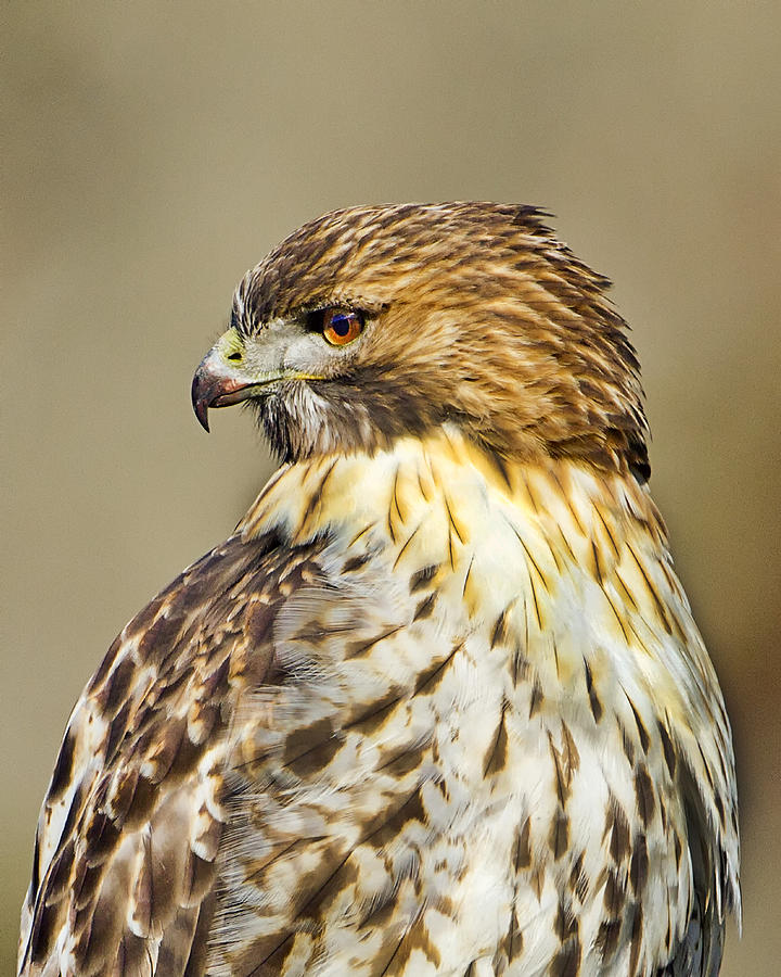 Red Tail Hawk-Profile of Intensity Photograph by John Vose