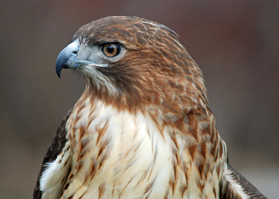 Red Tail Hawk Profile Photograph by Richard Bryce and Family