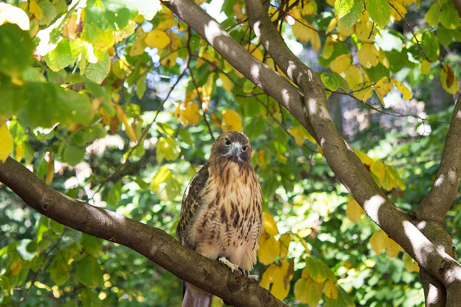 Red tail hawk Photograph by Susan Jensen