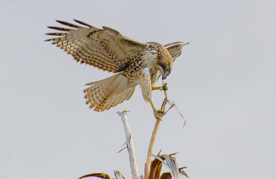 Red Tail Hawk Takes A Bite Photograph