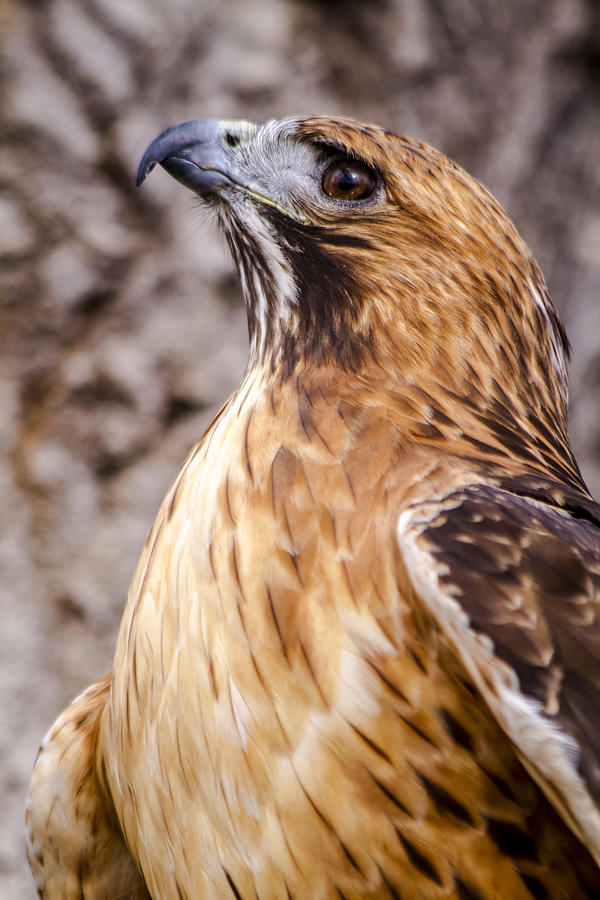 Red Tail Hawk Photograph by Teri Virbickis