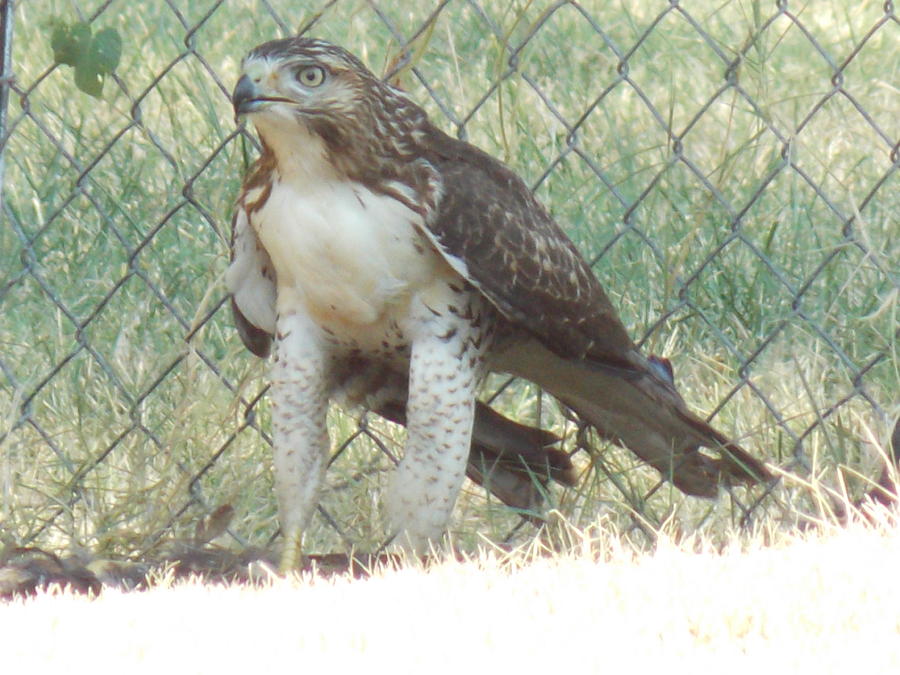 Red Tail Hawk Photograph by Virginia White