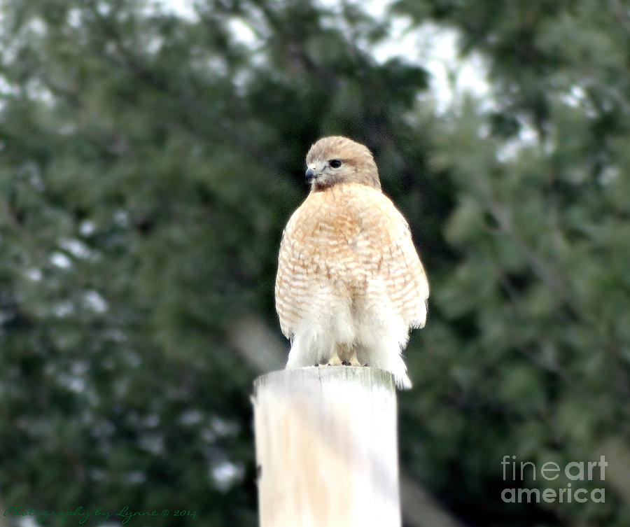 Red Tail Hawk Waiting On A Pole Photograph