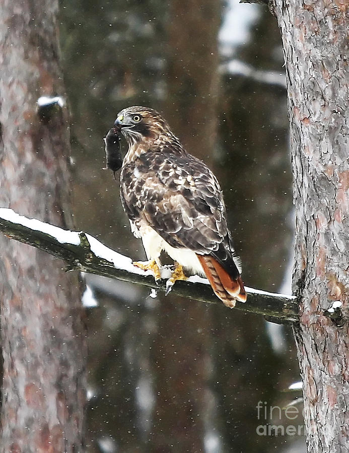 Red Tail Hawk With Prey 1 Photograph by Clare VanderVeen