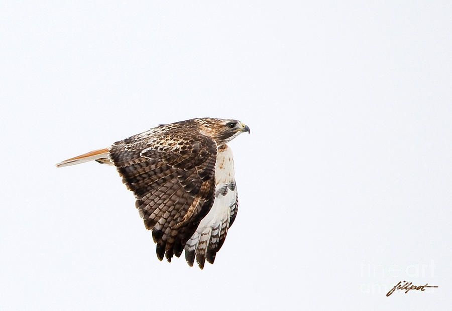Nature Photograph - Red Tail in flight by Bon and Jim Fillpot