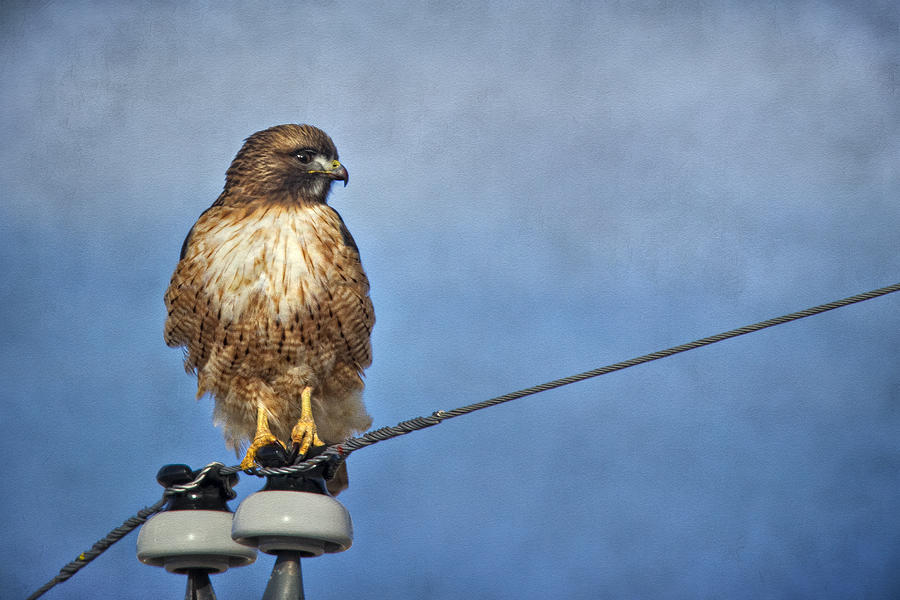 Red Tail on Watch Photograph by Priscilla Burgers