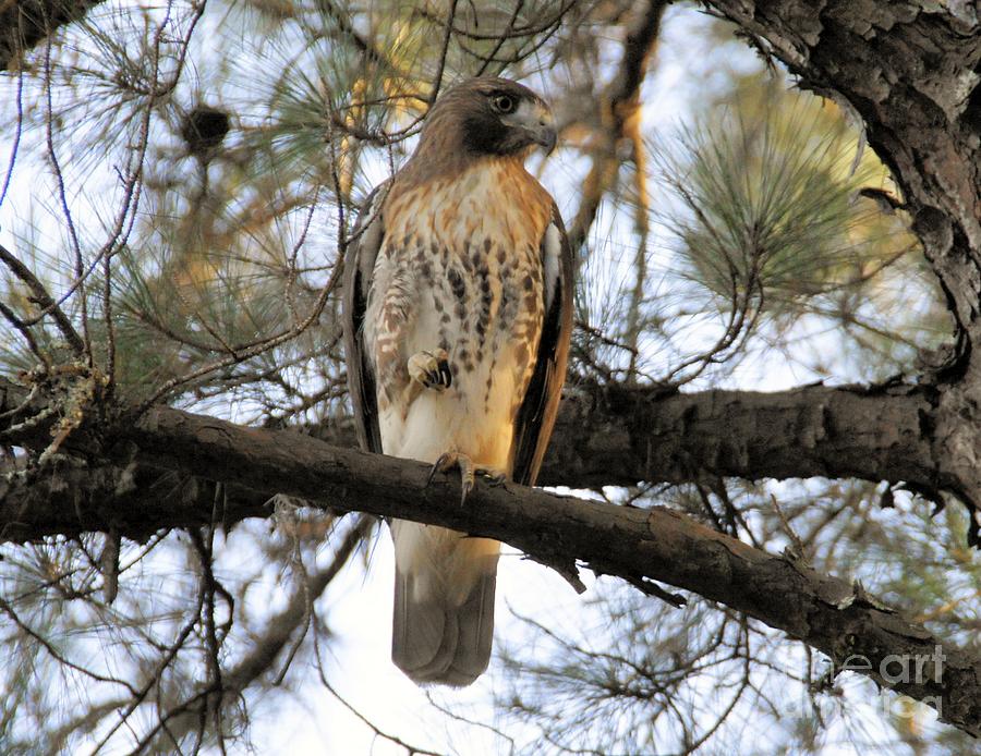 Red Tail Talon Photograph by William Bosley - Fine Art America