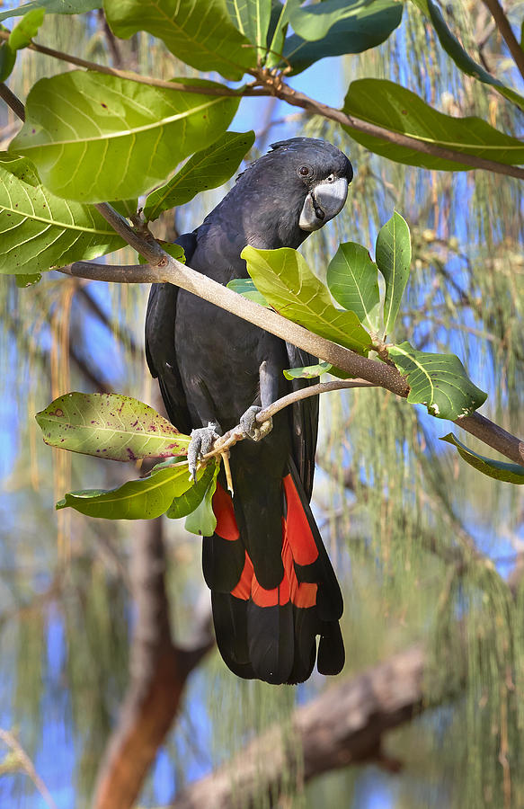 Red-tailed Black-cockatoo Queensland Photograph by Martin Willis