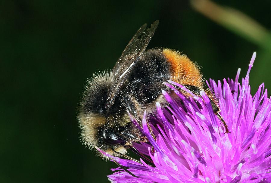 Red-tailed Bumble-bee Feeding On Knapweed (centaurea Nigra) Photograph by Bob Gibbons/science Photo Library