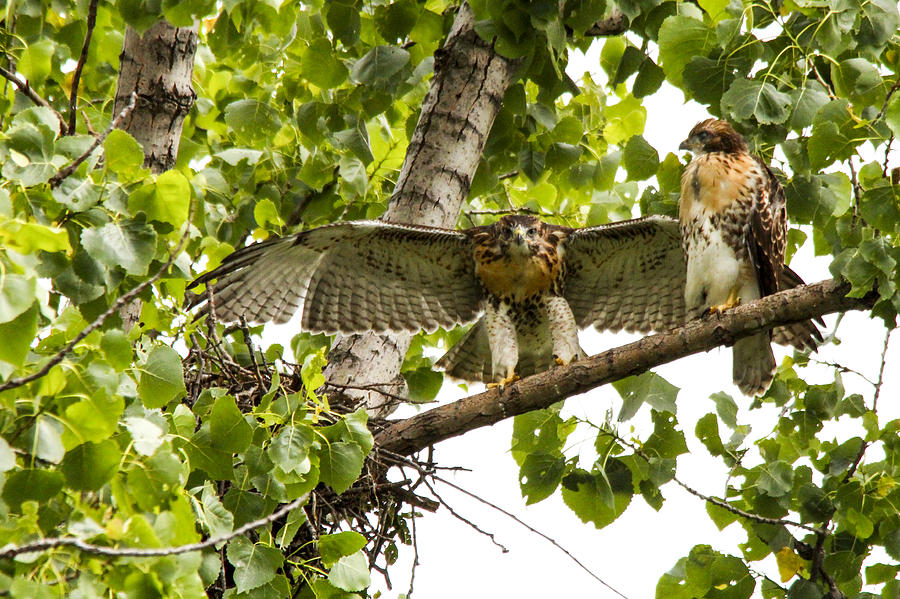 Red-tailed Hawk Photograph - Red-tailed fledges by Jill Bell Red-tailed Hawk Photograph - Red-tailed fledges by Jill Bell