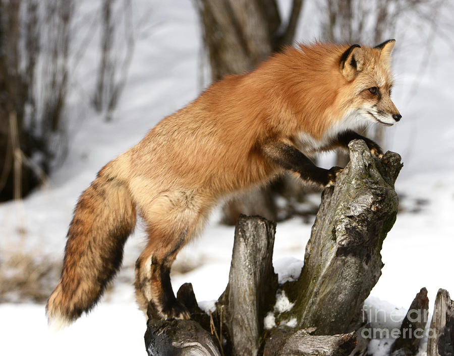 Red-tailed Fox Hunting Photograph by Dennis Hammer