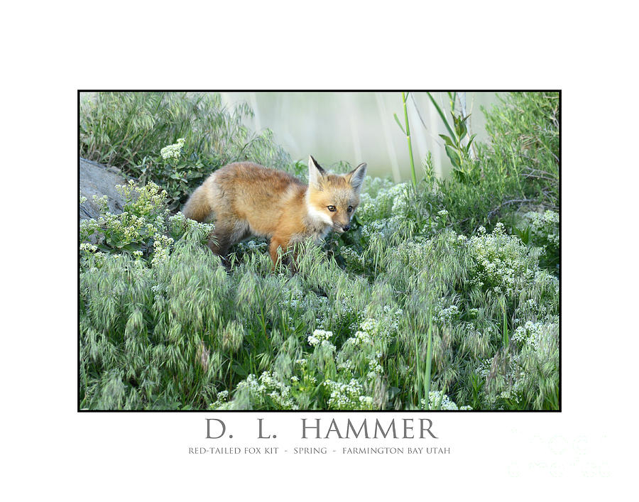Red-tailed Fox Kit Photograph by Dennis Hammer