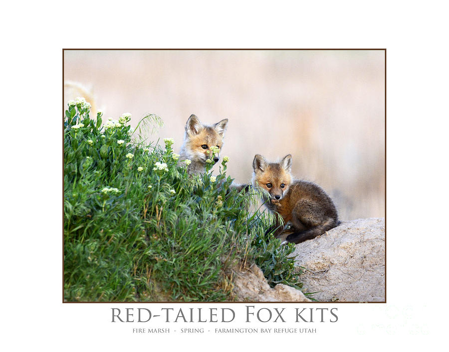 Red-tailed Fox Kits Photograph by Dennis Hammer