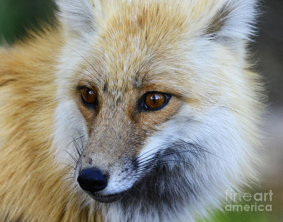 Red Tailed Fox Portrait Photograph by Dennis Hammer