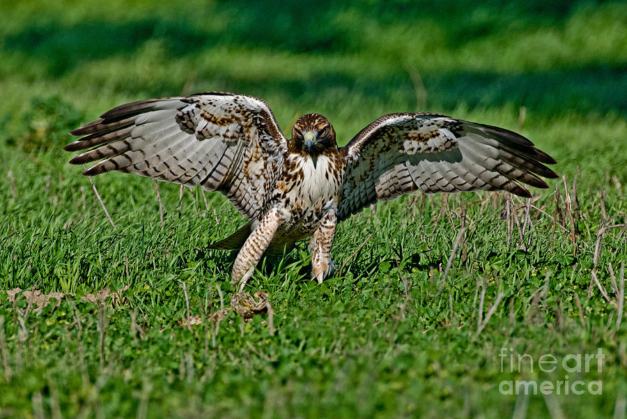 Redtailed Hawk & Gopher Snake Photograph by Anthony Mercieca