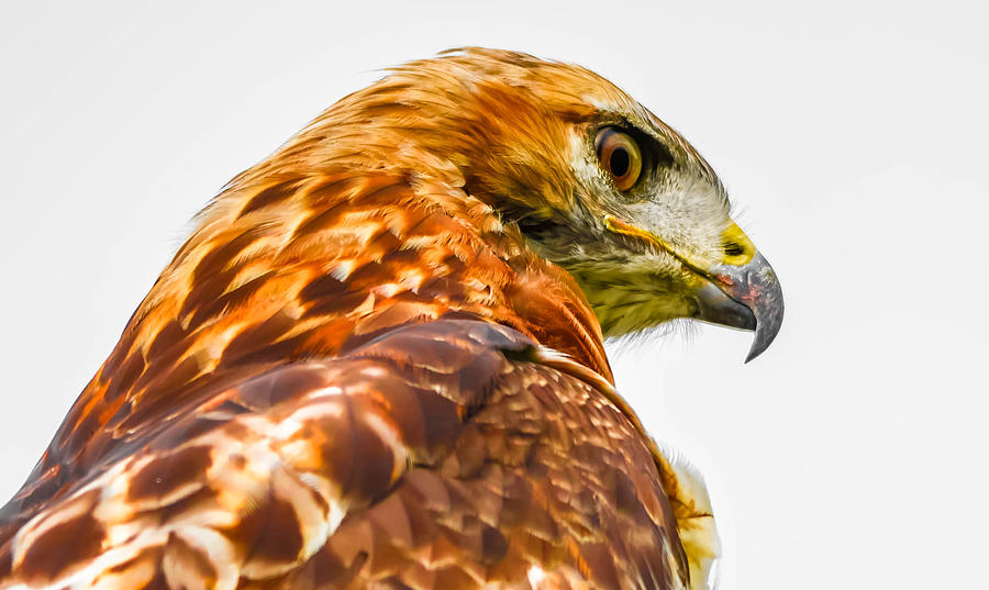 Red Tailed Hawk 2 Photograph by Brian Stevens