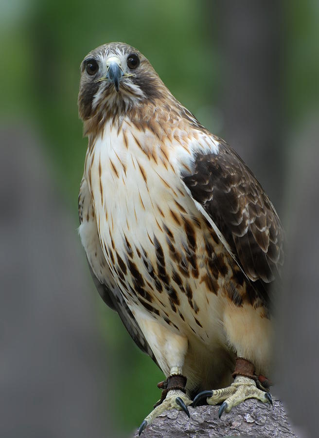 Red Tailed Hawk 282 Photograph by Joyce StJames - Fine Art America